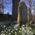 Art and snowdrops at Thorpe Market Church